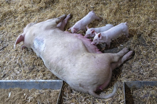 Mother pig with piglet