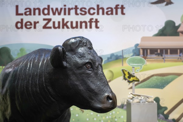Swiss Black Angus cattle breeding exhibition stand