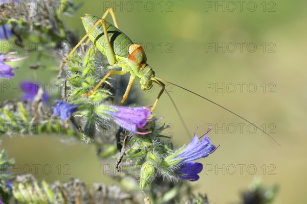 Steppe saddle grasshopper, steppe saddle grasshopper (Ephippiger ephippiger), male, on Viper's bugloss (Echium vulgare), with bokeh in the background, leafhoppers, long-fingered grasshoppers, Red List of Germany, specially protected species, critically endangered, Cochem, Moselle, Rhineland-Palatinate, Germany