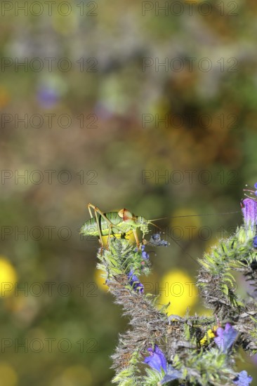 Steppe saddle grasshopper, steppe saddle grasshopper (Ephippiger ephippiger), male, on Viper's bugloss (Echium vulgare), with bokeh in the background, leafhoppers, long-fingered grasshoppers, Red List of Germany, specially protected species, critically endangered, Cochem, Moselle, Rhineland-Palatinate, Germany