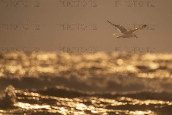 Herring gull (Larus argentatus) in flight over the surf looking for starfish, evening light, Hvide Sande, North Sea, Denmark