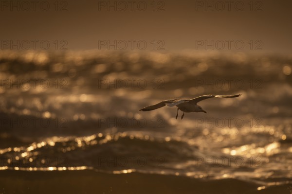 Herring gull (Larus argentatus) in flight over the surf looking for starfish, evening light, Hvide Sande, North Sea, Denmark