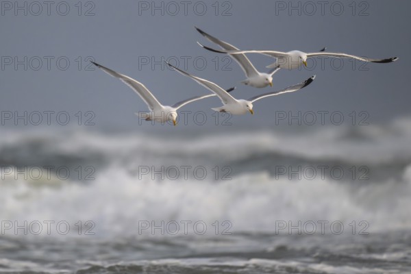 Herring gulls (Larus argentatus) in flight over the surf looking for starfish, Hvide Sande, North Sea, Denmark