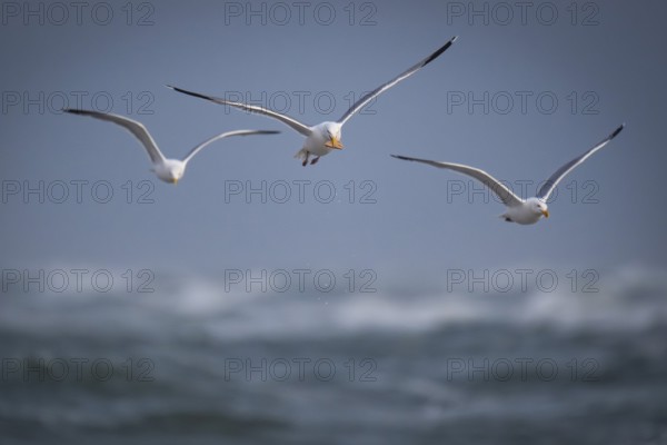 Herring Gull (Larus argentatus) with captured starfish in its beak, Hvide Sande, North Sea, Denmark