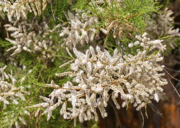 Close up of flowering Common Tamarisk plant, Tamarix gallica, Bawdsey Quay, Suffolk, England, UK