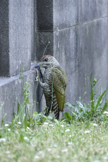Green woodpecker (Picus viridis), June, Germany