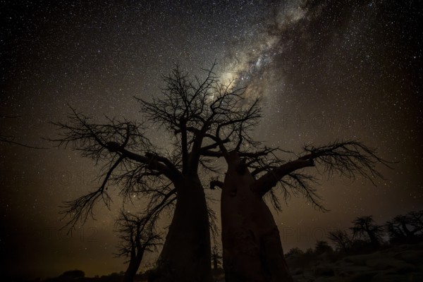Silhouette of a baobab tree with starry sky and Milky Way, African baobab (Adansonia digitata), night shot, Kubu Island (Lekubu), Sowa Pan, Makgadikgadi Salt Pans, Botswana