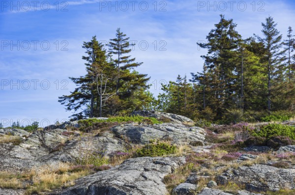 Wooded coastal landscape of granite rocks in the archipelago near Lysekil, Bohuslän, Västra Götalands län, Sweden, Scandinavia