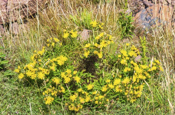 Unspecified yellow flowering vegetation between granite boulders on the coast of Lysekil, Bohuslän, Västra Götalands län, Sweden, Scandinavia