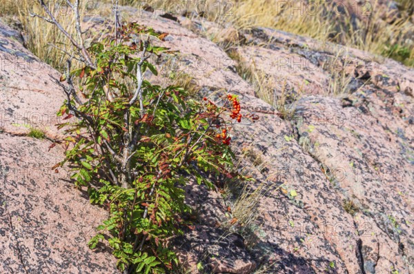Mountain ash, Sorbus aucuparia, also known as rowan, grows between reddish boulders of Bohuslängranite, Lysekil, Bohuslän, Västra Götalands län, Sweden, Scandinavia