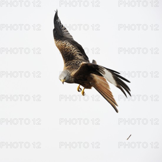 After an unsuccessful hunt... Red kite (Milvus milvus), also known as Montagu's harrier, very beautiful native bird of prey, belongs to the harriers, bird of the year 2000 in flight, view into the camera, native nature, Mecklenburg-Western Pomerania, Germany, Western Europe