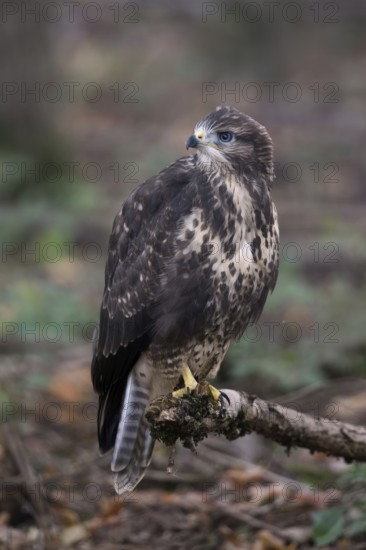 Fledged, but still uncertain... Buzzard (Buteo buteo), freshly fledged young bird with still blue eyes in the forest, local nature, Meerbusch, Lower Rhine, North Rhine-Westphalia, Germany, Western Europe