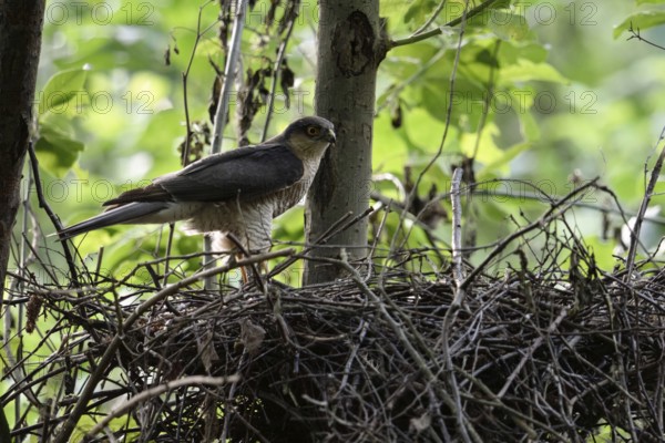Sparrowhawk (Accipiter nisus), adult male, standing on his eyrie in a tree, hidden nest, looking around attentively, rare observation, normally the female sparrowhawk reigns on the nest and drives the tercel away from there, wildlife, native nature, Meerbusch, Lower Rhine, Rhineland, North Rhine-Westphalia, Germany, Western Europe