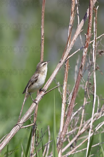 Reed warbler (Acrocephalus schoenobaenus) sitting in a shrub in its natural environment, Wildlife, Lembruch, Ochsen Moor, Dümmer nature park Park, Lower Saxony, Germany
