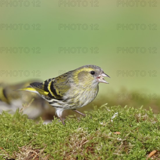 Siskin (Carduelis spinus), female sitting on moss, mossy ground, Wilnsdorf, North Rhine-Westphalia, Germany