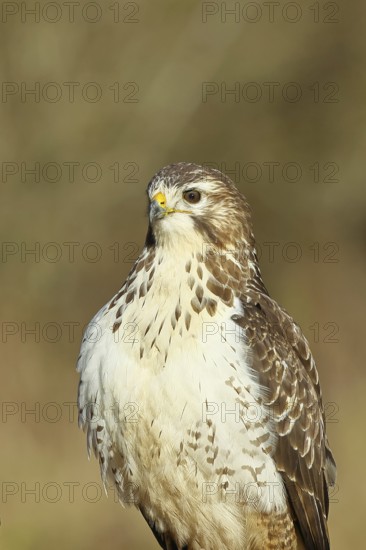Buzzard (buteo buteo), light-coloured variant, light morph, side view, animal portrait, wildlife, North Rhine-Westphalia, Germany