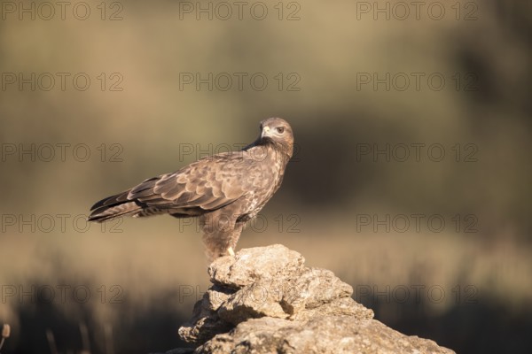 Common buzzard (Buteo buteo), Extremadura, Castilla La Mancha, Spain