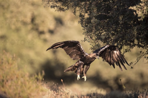 Iberian Eagle (Aquila adalberti), Spanish imperial eagle, Extremadura, Castilla La Mancha, Spain