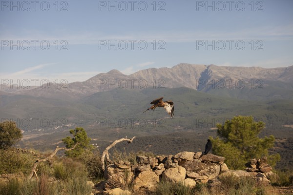 Red kite (Milvus milvus) in the landscape of Extremadura, Castilla La Mancha, Spain