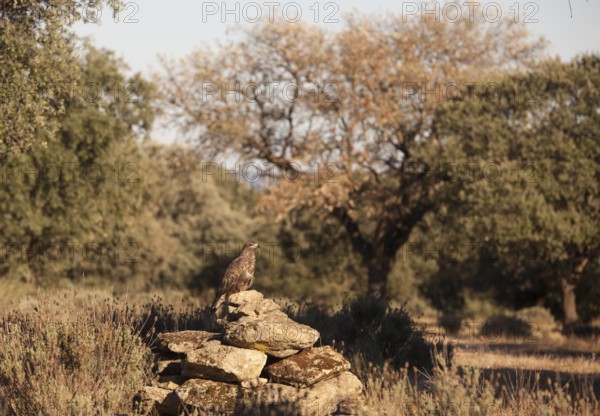 Common buzzard (Buteo buteo), Extremadura, Castilla La Mancha, Spain