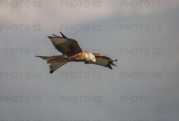 Red kite (Milvus milvus), Extremadura, Castilla La Mancha, Spain