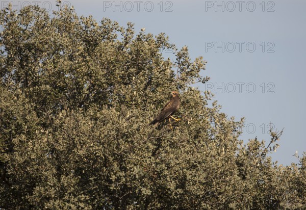 Marsh harrier (Circus aeruginosus), Extremadura, Castilla La Mancha, Spain