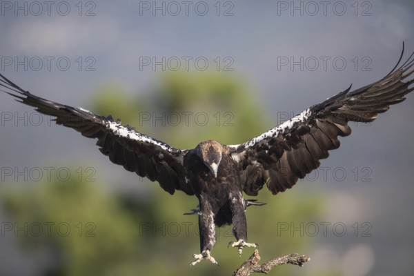 Iberian Eagle (Aquila adalberti), Spanish imperial eagle, Extremadura, Castilla La Mancha, Spain