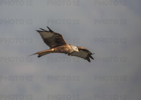 Red kite (Milvus milvus), Extremadura, Castilla La Mancha, Spain