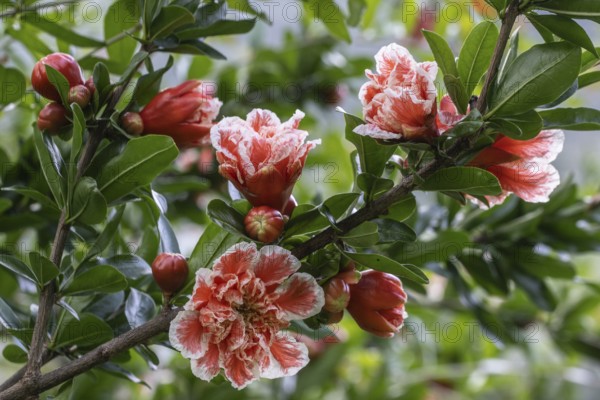 Ornamental pomegranate (Punica granatum), Veneto, Italy