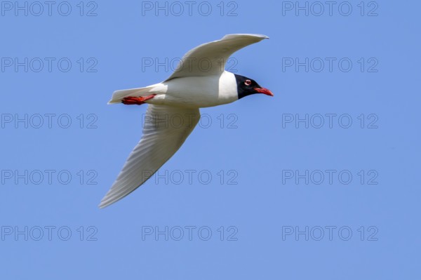 Mediterranean gull (Ichthyaetus melanocephalus, Larus melanocephalus) in breeding plumage flying against blue sky in spring