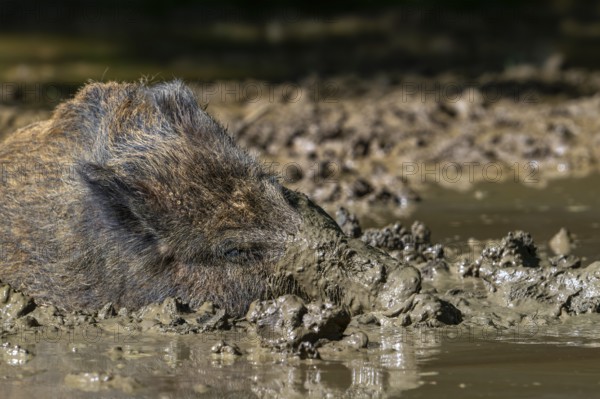 Wild boar (Sus scrofa) with muddy snout wallowing in mud puddle in forest
