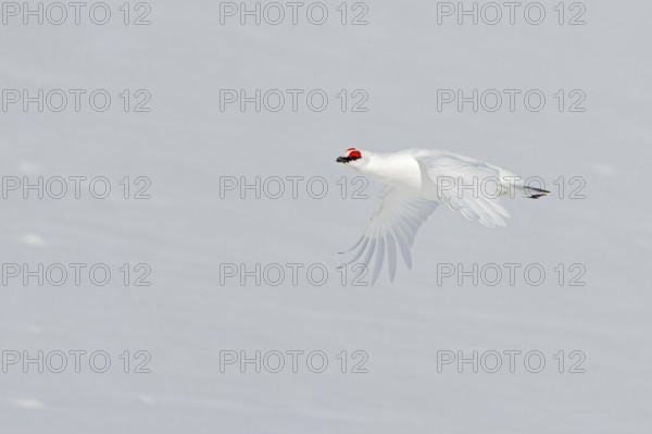 Rock ptarmigan (Lagopus muta, Tetrao mutus) male in white winter plumage with red eyebrows flying over snow covered tundra in spring on Svalbard