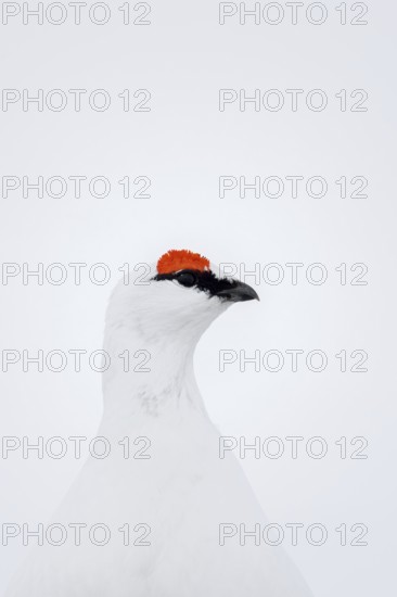Rock ptarmigan (Lagopus muta hyperborea) male with red eyebrows showing white winter camouflage colour on snow covered tundra in spring on Svalbard