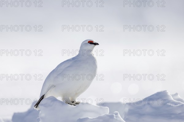 Rock ptarmigan (Lagopus muta hyperborea) male in white winter plumage with red eyebrows on snow covered tundra in spring on Svalbard, Spitsbergen