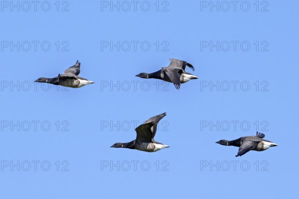 Flock of migrating brant geese, brent goose group (Branta bernicla) flying against blue sky during migration in spring