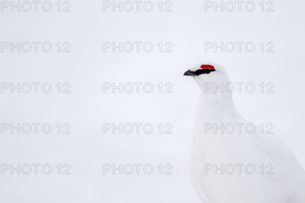 Rock ptarmigan (Lagopus muta hyperborea) male with red eyebrows showing white winter camouflage colour on snow covered tundra in spring on Svalbard