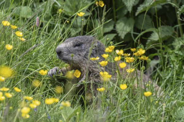 Marmot (Marmota marmota), Monte Baldo, Veneto, Italy
