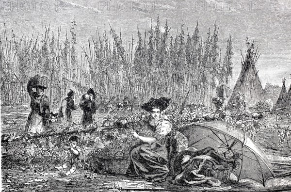 Women harvesting hops, c. 1840, Alsace, France, digitally enhanced reproduction of a 19th century model, historical, exact date unknown