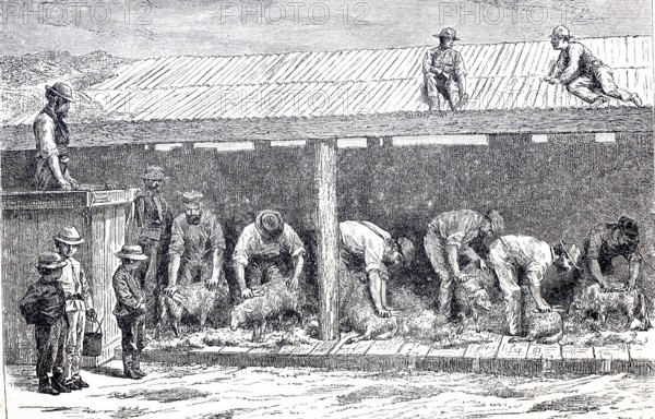 Agriculture, sheep shearing, shearing the wool of the sheep, around 1880, Australia, digitally enhanced reproduction of a 19th century model, historical, exact date unknown