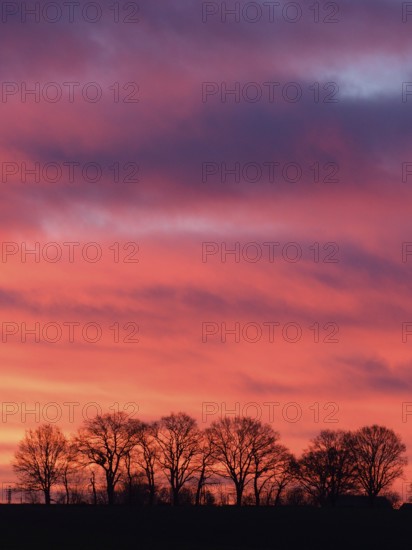 Silhouette of a row of trees at dawn, Lower Rhine, North Rhine-Westphalia, Germany