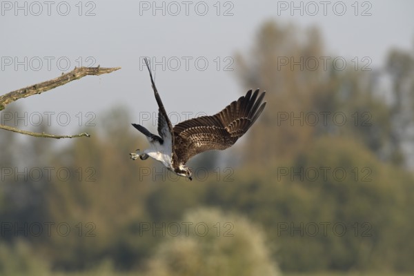 Osprey (Pandion haliaetus) flying from a tree, Lower Rhine, North Rhine-Westphalia, Germany