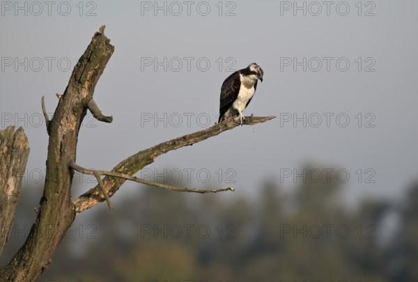 Osprey (Pandion haliaetus) sitting on a branch looking for prey, Lower Rhine, North Rhine-Westphalia, Germany