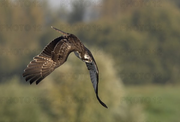 Osprey (Pandion haliaetus) in a dive, Lower Rhine, North Rhine-Westphalia, Germany