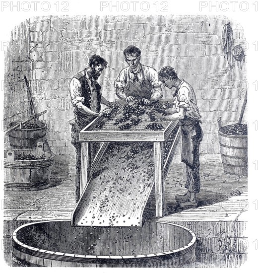 Winemaking, worker at a grape rasp, around 1880, digitally improved reproduction of a 19th century model, historical, exact date unknown