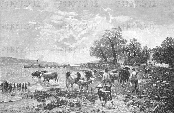 Embarkation of a herd of cattle on Lake Constance, Bavaria, Germany, Historical, digitally enhanced reproduction of a model from around 1860