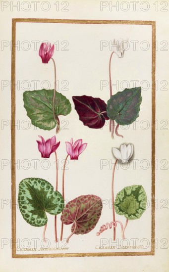 Cyclamen anthiochenum and bisantinum, cyclamen, historical, digitally enhanced reproduction from Theatrum florae (1624) by Daniel Rabel (1578 - 1637)