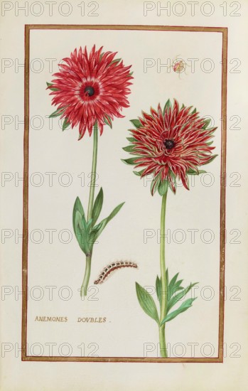 Anemone doubles, double anemone, historical, digitally enhanced reproduction from Theatrum florae (1624) by Daniel Rabel (1578 - 1637)