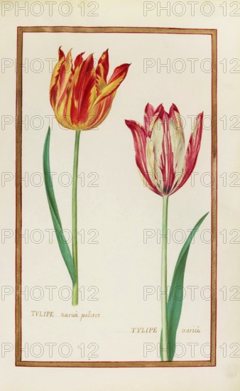 Tulips, Historical, digitally enhanced reproduction from Theatrum florae (1624) by Daniel Rabel (1578 - 1637)