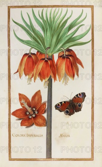 Imperial crown, Corona imperialis, historical, digitally enhanced reproduction from Theatrum florae (1624) by Daniel Rabel (1578 - 1637)