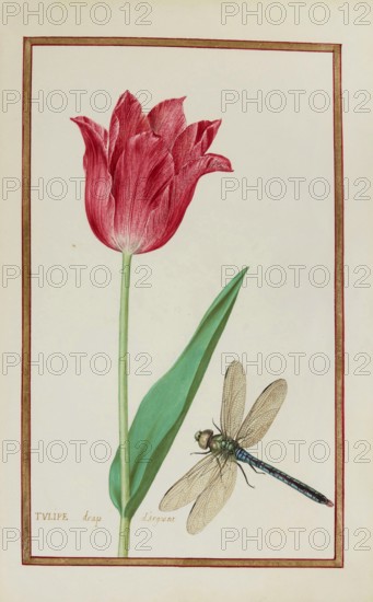 Tulip with dragonfly, historical, digitally enhanced reproduction from Theatrum florae (1624) by Daniel Rabel (1578 - 1637)